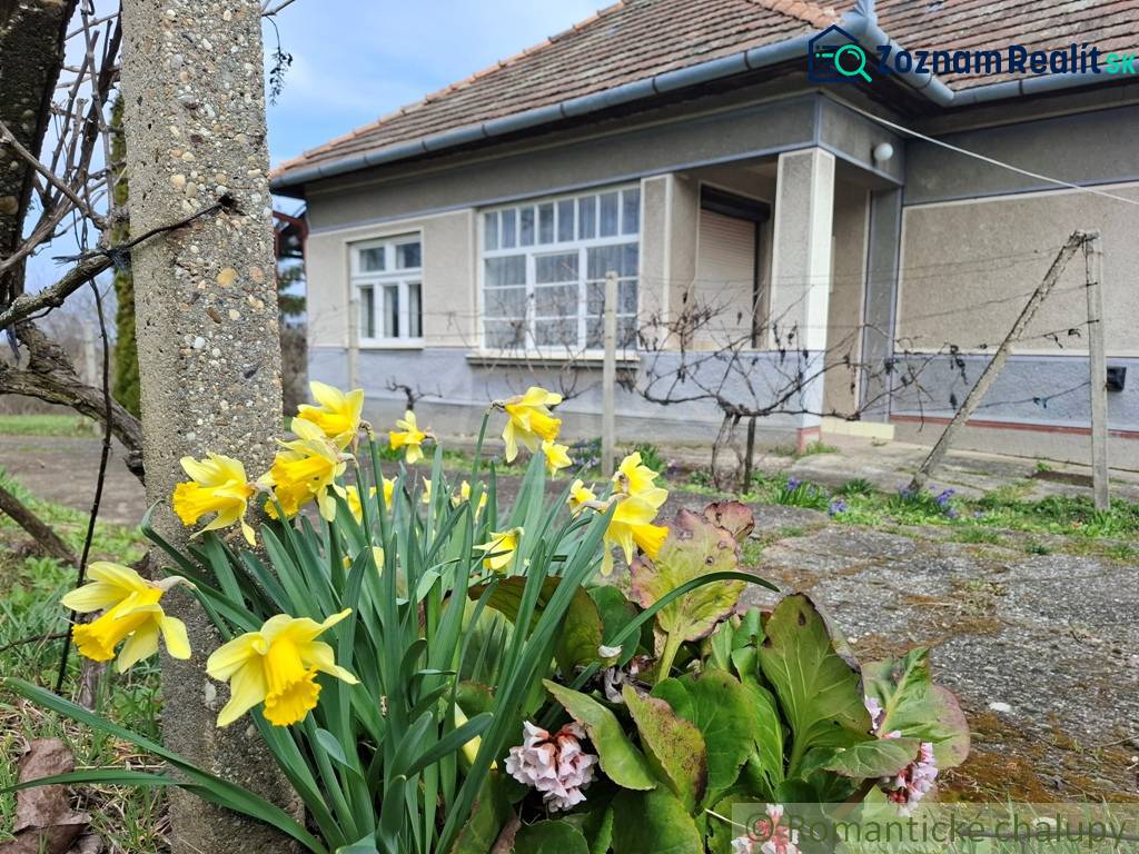 Gelbe Narzissen vor dem Einfamilienhaus in Ľuba schaffen eine Frühlingsatmosphäre.