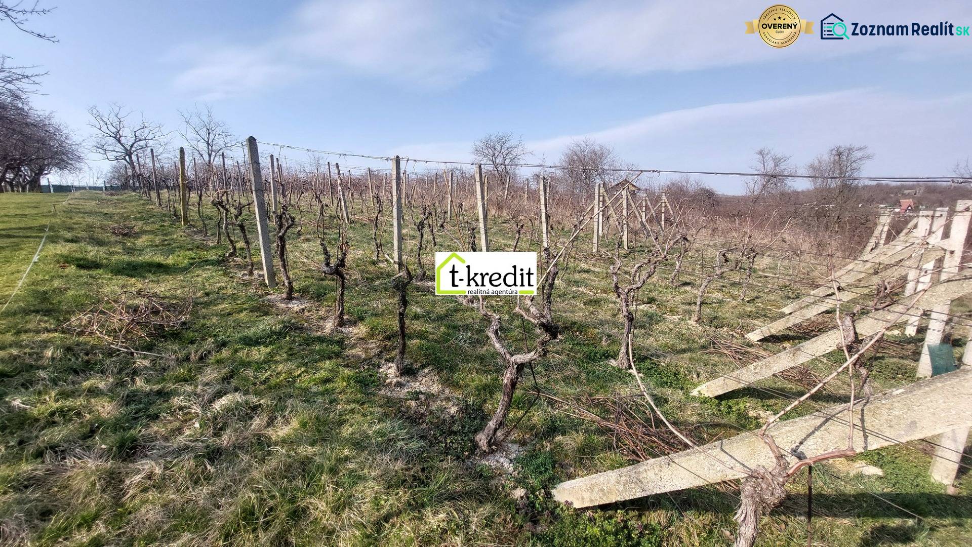 Weinberge in Zlaté Moravce mit Reben unter blauem Himmel und Bäumen im Hintergrund.