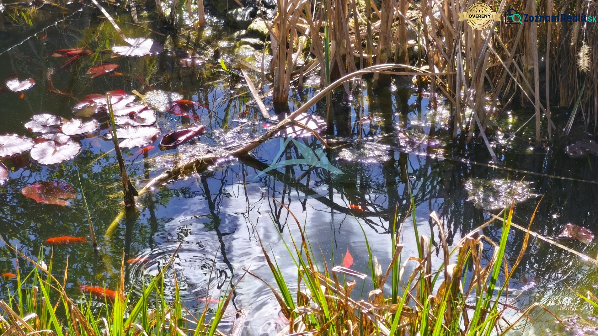 Teich mit Seerosen und Gräsern, Spiegelungen von Bäumen auf der Wasseroberfläche, beliebt im Einfamilienhaus.