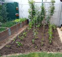 Ein Gartenbeet bei einem Einfamilienhaus mit angebautem Gemüse und Kletterpflanzen.