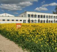 Die Schule in Slovenský Grob, umgeben von einem gelben Blumenfeld unter blauem Himmel.
