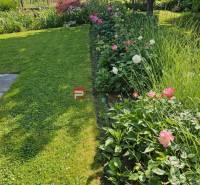 Der Garten des Einfamilienhauses in Pezinok in der Sonnenstraße mit Blumen und Weinreben.