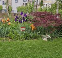 Ein Blumengarten mit Iris und einem Baum im Garten eines Einfamilienhauses in der Slnečná-Straße in Pezinok.