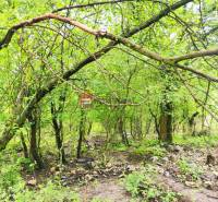 Ein dichter Wald voller Grün, die Bäume im Garten schaffen eine natürliche Atmosphäre der Natur.
