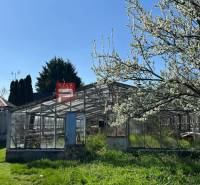 Ein Gewächshaus neben einem blühenden Baum im Hof eines Einfamilienhauses im Zentrum.