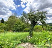 Gärten von Malacky mit einem einsamen Baum und üppiger Vegetation unter einem bewölkten Himmel.