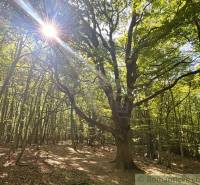 Ein beeindruckender alter Baum im Sonnenlicht in den Gärten von Malacky, umgeben von Wald.