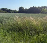 Das Land in Bojná mit Grünflächen und Bäumen, geeignet für Baugrundstücke - Wohnen.