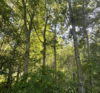 Der Wald in der Gegend von Veľké Blahovo ist von Bäumen und üppiger Vegetation umgeben.