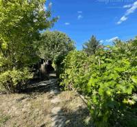 Der Garten des Einfamilienhauses in Veľké Blahovo mit üppiger Vegetation und blauem Himmel.
