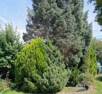 Ein schöner Garten mit grünen Sträuchern und Bäumen bei einem Einfamilienhaus in Topoľčianky.