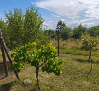 Garten bei der Hütte in der Strhárska-Straße in Modrý Kameň mit Weinreben und Bäumen.