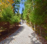 Ein Waldweg, der zur Hütte in Terchová führt, gesäumt von dichten Nadelbäumen.