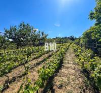 Weinberge in Nitra mit klarem blauem Himmel und grünen Reben.