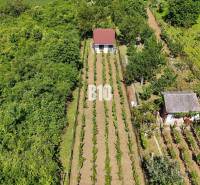 Weinberge in Nitra mit zwei Häuschen, umgeben von üppigem Grün und regelmäßigen Reihen von Weinreben.