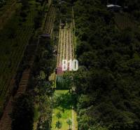 Weinberge bei Nitra, umgeben von Grün, mit einem kleinen Gebäude auf dem Grundstück.