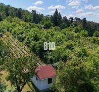 Weinberge in der Umgebung von Nitra, umgeben von grünen Wäldern und einem kleinen Gartenhäuschen.