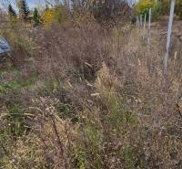 Grundstück in Tvrdošovce geeignet zum Wohnen mit natürlicher Vegetation und Bäumen.