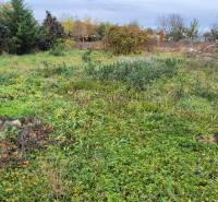 Ein bewachsenes Grundstück zum Wohnen in Tvrdošovce mit dichter Vegetation und umliegenden Bäumen.