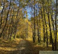 Herbstwald in Sološnica mit einem sonnigen Weg, umgeben von goldenen Blättern.