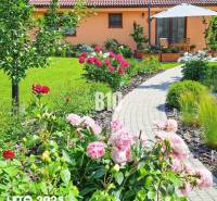 Der Garten des Einfamilienhauses in Bílkové Humence mit rosa Pfingstrosen und einem Gehweg.