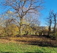 Bäume und Laub im Garten des Einfamilienhauses in der Okružná-Straße in Zemplínska Teplica.