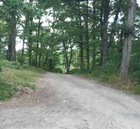 Waldweg auf den Erholungsgrundstücken in Horné Jabloňovce, umgeben von dichtem Baumbestand.