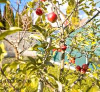 Ein Apfelbaum mit roten Früchten im Garten eines Einfamilienhauses in Dunajská Streda.