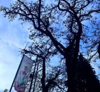 Der Baum auf der M.R. Štefánik Straße in Trenčín; Etikett geprüfter Büroqualität.
