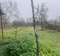 Nebel verhüllt den Garten beim Einfamilienhaus in Dlhá nad Váhom, mit Obstbäumen.