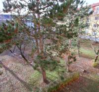 Der Garten hinter dem Gebäude mit Nadelbäumen in Bratislava - Rača in der Kadnárova-Straße.