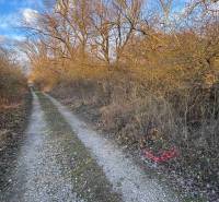 Ein Waldweg zwischen Sträuchern und hohen Bäumen auf den Erholungsgrundstücken in Nová Ves nad Váhom.