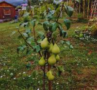 pozemok, Narcisova ul., Nitra, Zobor.jpg