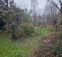 Der Garten eines Einfamilienhauses in Hont mit dichter Vegetation und einem Holzbau im Hintergrund.