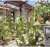 Ein Gewächshaus voller angebauter Pflanzen und Tomaten in einem Einfamilienhaus.