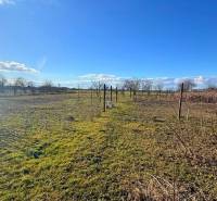 Grundstück bei einem Einfamilienhaus in Iža mit Obstbäumen und Weinreben an einem sonnigen Tag.