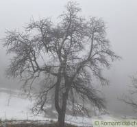 Nebel in den Gärten in Nová Baňa, Baum ohne Blätter, verschneite Landschaft.