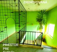 Innenraum eines Einfamilienhauses mit Gittergeländer, grünen Wänden und einer Blume bei der Treppe.