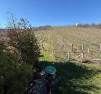 In Zlaté Moravce gibt es einen Weinberg mit einer Hütte und einem gepflegten Garten.