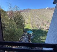 Blick von der Hütte auf den Weinberg in Zlaté Moravce mit Bäumen und blauem Himmel.