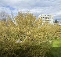 Blick auf den grünen Hof von der Škultétyho-Straße in Trebišov, umgeben von Bäumen.