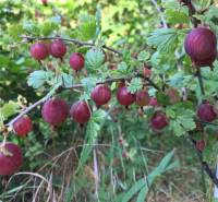 Krysliky in roten Beeren in den Gärten von Nitra, umgeben von grünem Laub und Gras.
