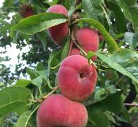 Ein Baum in den Gärten von Nitra mit reifen Plattpfirsichen an den Zweigen.