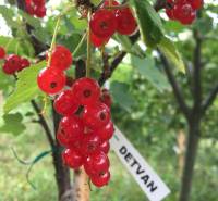 Rote Johannisbeeren am Baum in den Gärten in Nitra mit dem Schild 