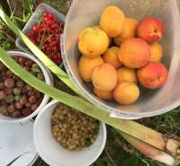 Frisches Obst aus den Gärten in Nitra: Aprikosen, Stachelbeeren, Johannisbeeren und Rhabarber.