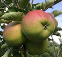 Reife Äpfel am Baum in den Gärten bei Nitra unter blauem Himmel.