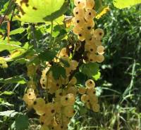 Weiße Johannisbeeren in sonnigen Gärten in Nitra, umgeben von Grün und Blättern.