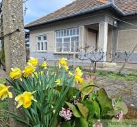 Gelbe Narzissen vor dem Einfamilienhaus in Ľuba schaffen eine Frühlingsatmosphäre.