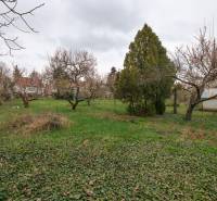 Ein Garten mit Rasenfläche und Bäumen neben einem Einfamilienhaus in der Zelenečská-Straße in Trnava.