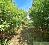 Ein natürlicher Weg gesäumt von dichter grüner Vegetation in den Gärten in Kamenný Most.